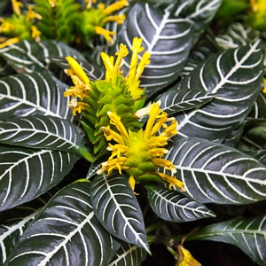 Aphelandra Zebra Plant